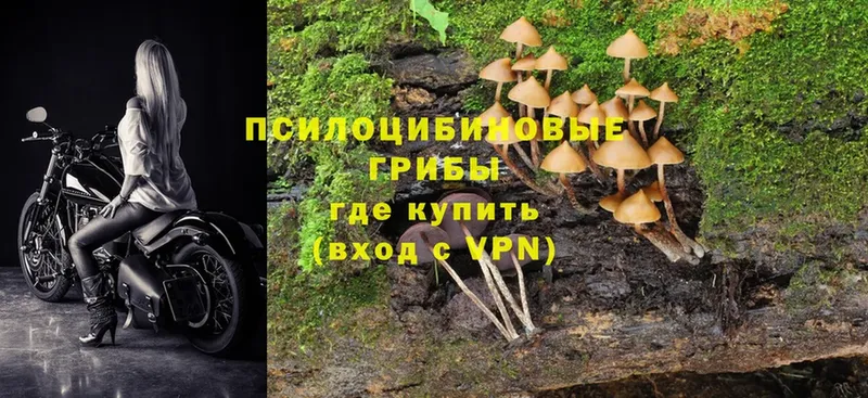 Псилоцибиновые грибы Psilocybe  MEGA tor  Энгельс 